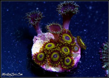 More about La Lakers zoanthid