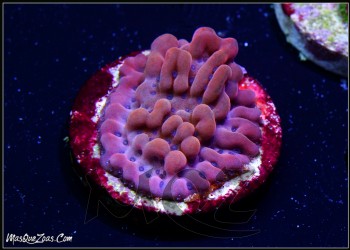 More about Brain Freeze montipora