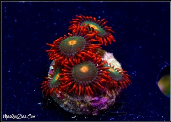 More about Gatorade Zoanthid