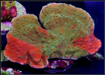 More about Grafted Montipora (Plug 3cm)