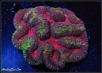 More about Lobophyllia Indonesia
