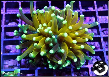 More about Euphyllia Tiger Torch