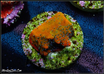 More about Witch Hunter montipora