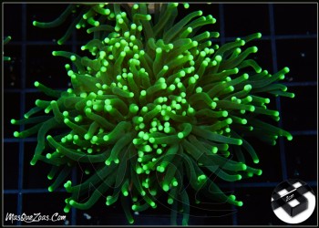 More about Euphyllia Glabrescens