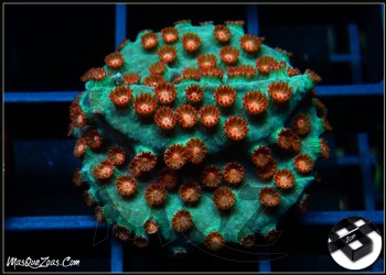 More about Jingle Bells Cyphastrea