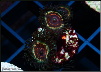 More about LC Vampire Slayer Zoanthid