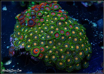 More about Zoanthus Colony
