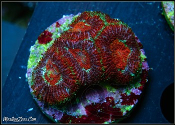 More about Asia Acanthastrea