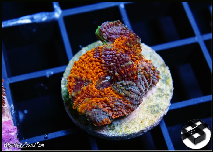 Acanthastrea Echinata Rainbow