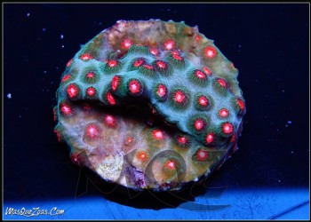 More about MQZ Best Christmas Cyphastrea