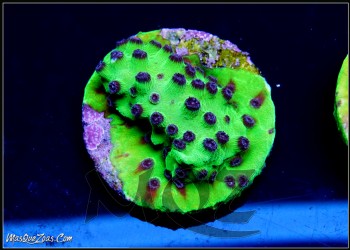 WWC Mardi Gras Cyphastrea (Plug 3cm)