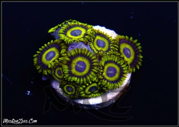 More about La Lakers zoanthid