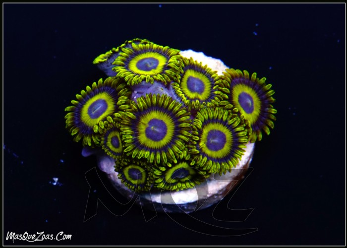 La Lakers zoanthid