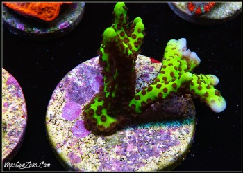 More about Montipora Capiata