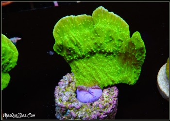 Montipora Capiata