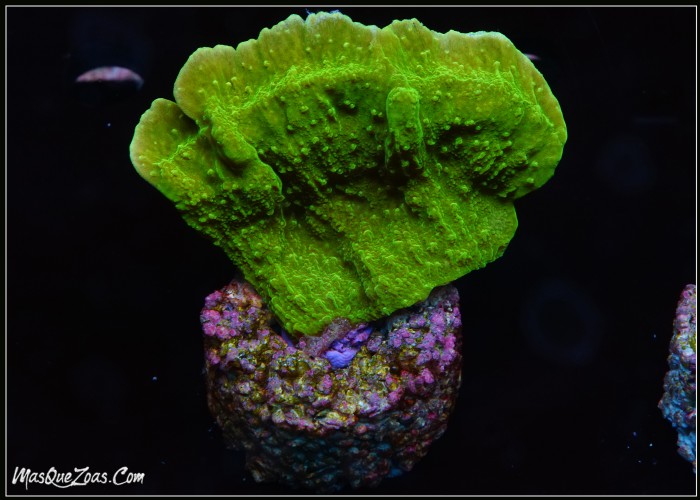 Montipora Capiata