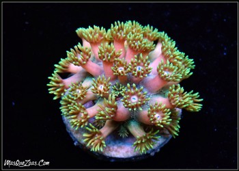 Goniopora Rainbow Plug 3cm