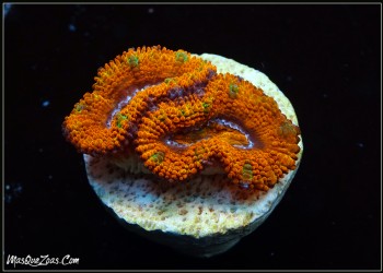 Acanthastrea Rainbow Lord