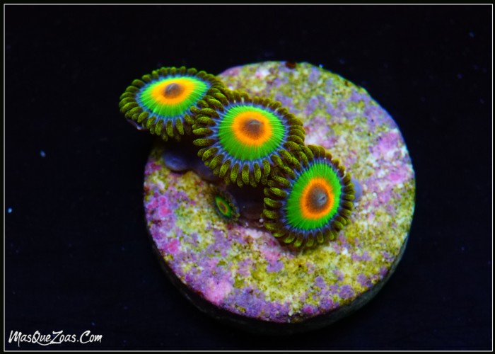 Rastas Zoanthid