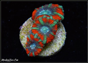 More about Asia Acanthastrea (plug 3cm)