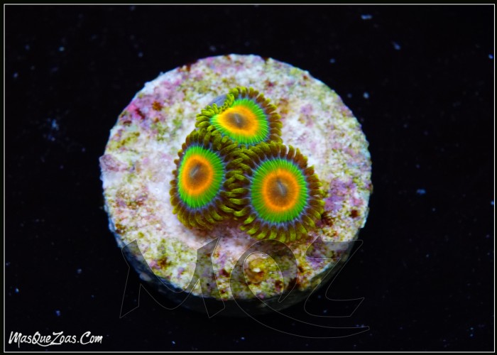 Rastas Zoanthid