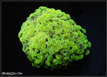 Euphyllia Green/Yellow Parancora