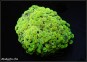 Euphyllia Green/Yellow Parancora