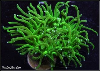 More about Euphyllia Toxic Green Torch (1L Head)