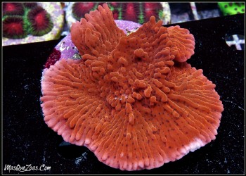 More about Montipora (Plug 6cm)