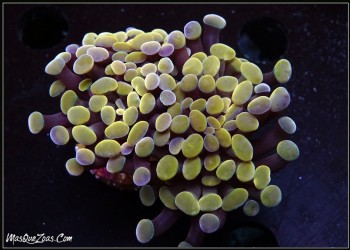 More about Euphyllia Gold Parancora (2H)