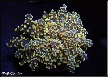 More about Euphyllia Green/Yellow Yaeyamensis