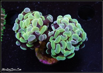 More about Euphyllia parancora