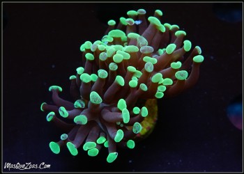 More about Euphyllia parancora