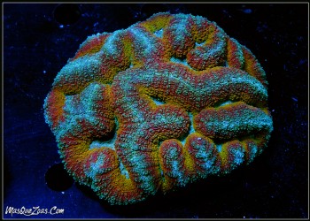 Lobophyllia Rainbow +10 CM
