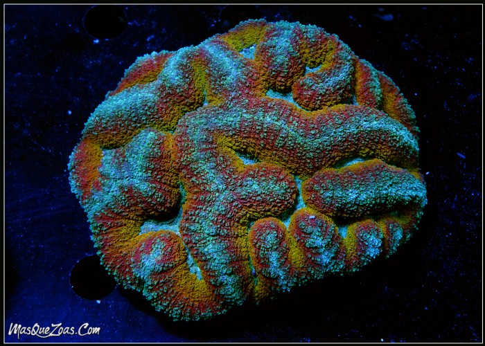 Lobophyllia Rainbow +10 CM