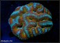 Lobophyllia Rainbow +10 CM