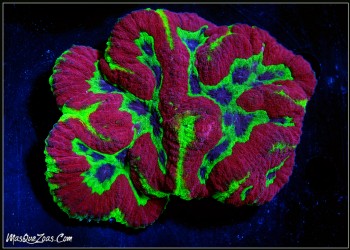 Symphyllia Rainbow +10 CM