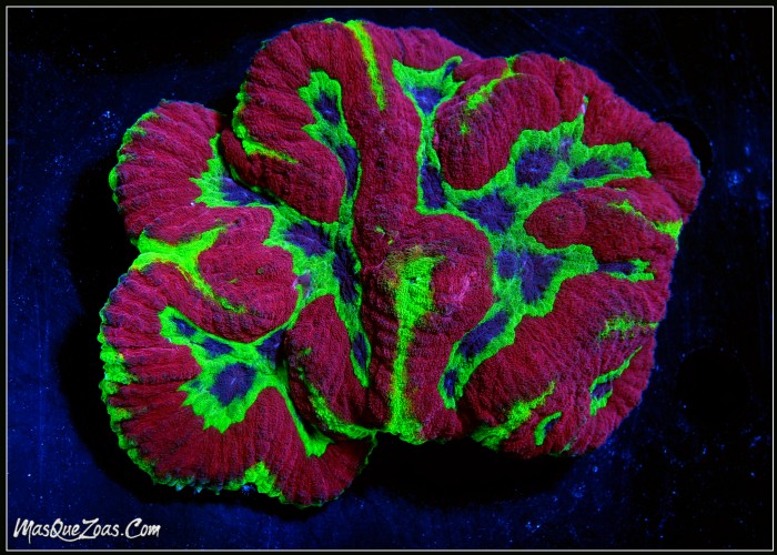 Symphyllia Rainbow +10 CM