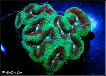 Lobophyllia Rainbow +12CM