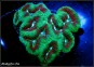 Lobophyllia Rainbow +12CM
