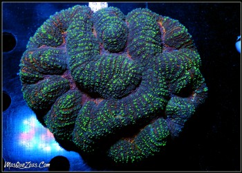 Symphyllia Indonesia +10 CM