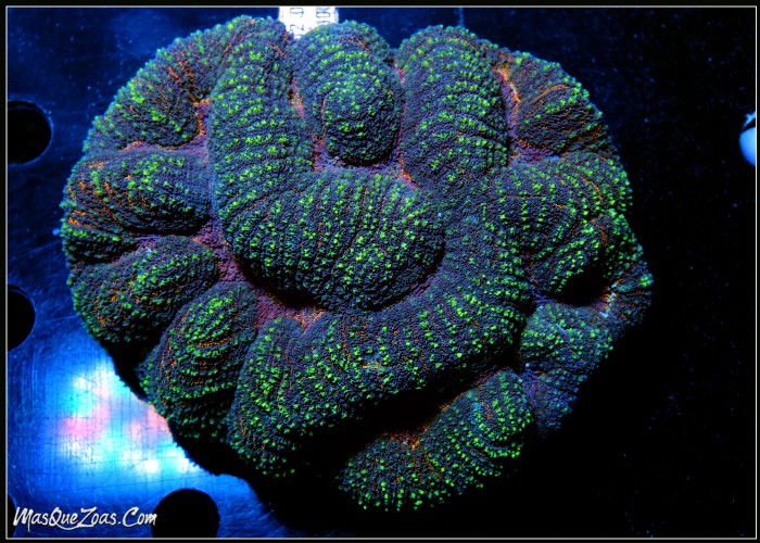 Symphyllia Indonesia +10 CM