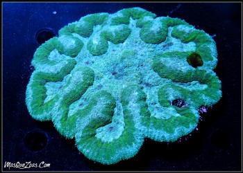 Symphyllia Indonesia +12CM