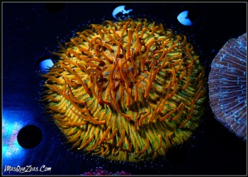 Fungia Ultra 8-9cm
