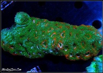 Acanthastrea Echinata Rainbow