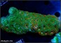 Acanthastrea Echinata Rainbow