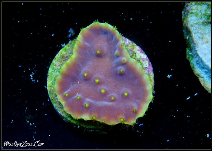 Turbinaria LA Lakers (Plug 3cm)