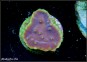 Turbinaria LA Lakers (Plug 3cm)