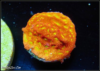 Leptoseris Jack o Lantern (Plug 3cm)