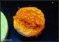 Leptoseris Jack o Lantern (Plug 3cm)